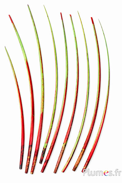 Cigno calamo - 25-30 cm - amaranto-lime